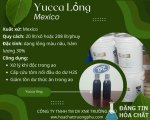 YUCCA NƯỚC.jpg