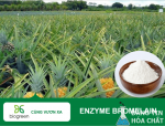 enzyme-bromelain-biogreenjsc-768x580.png