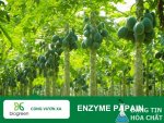 enzyme-papain-biogreenjsc-1-768x576 (1).jpg