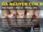 gà nguyên con 1.jpg