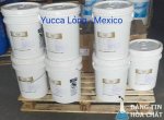 Yucca lỏng - Mexico (1).jpg