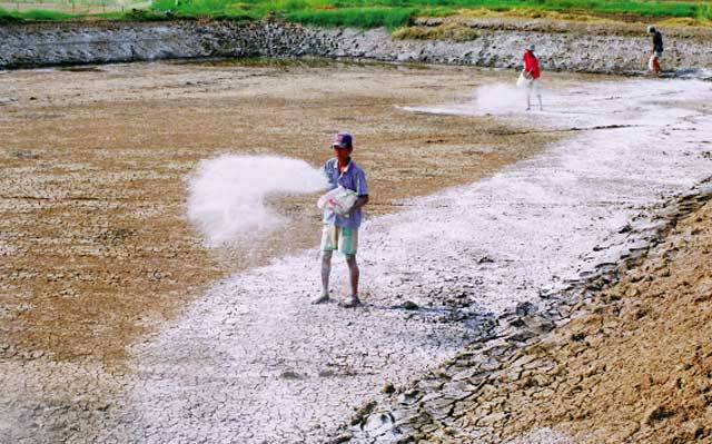 Liều dùng edta trong ao tôm