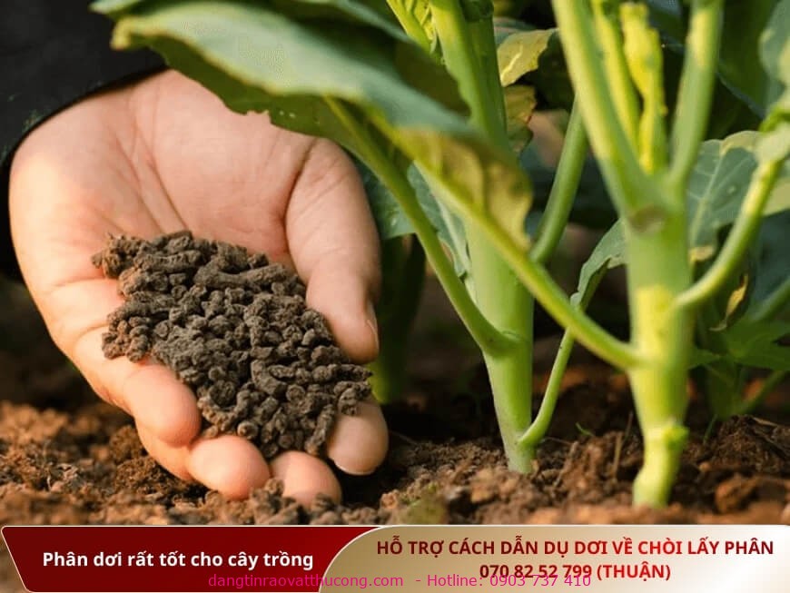 phan-doi-tot-cho-cay-trong